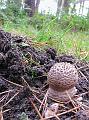Herfstwandeling op 20-10-2013 (52)